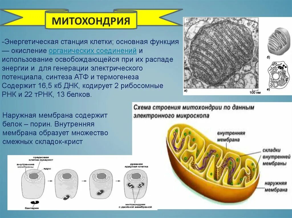 Окисление органических веществ в клетках. Энергетическая станция клетки. Энергетические станции клетки Синтез АТФ. Митохондрии энергетические станции. АТФ строение и функции.