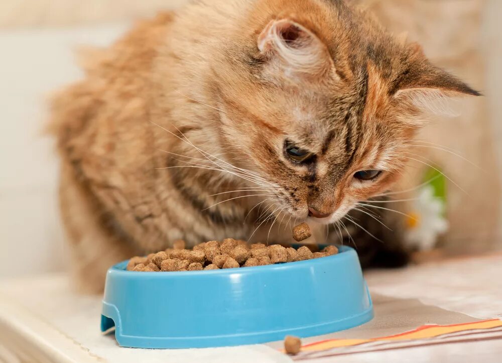 Котик с едой. Кошка кушает. Еда для котов. Корм для кошечек. Как кормить котенка кормом