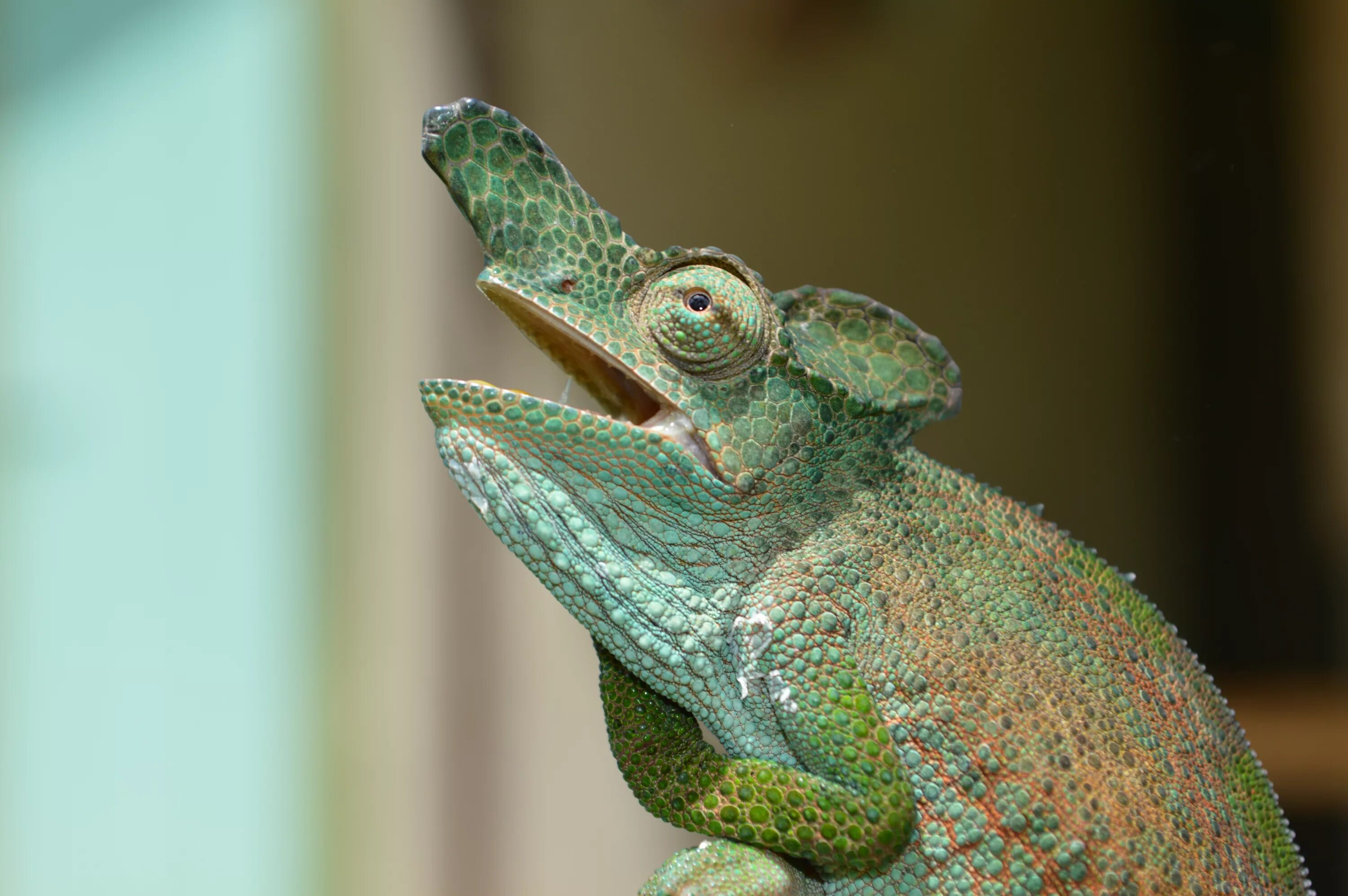 Самый большой вид хамелеона. Питание хамелеона. Хамелеон мадагаскарский ошагнеси. Короткорогий хамелеон. Ящерица с открытым ртом.