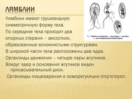 Лямблия тип питания