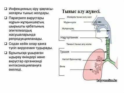 Тыныс алу мастурбация