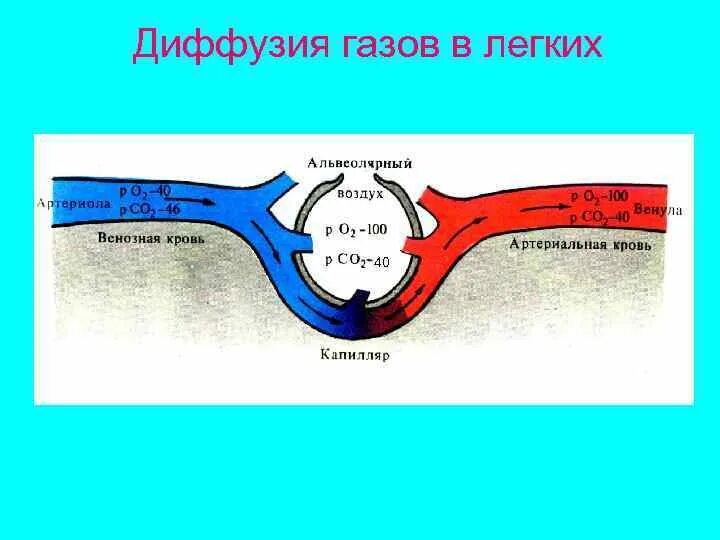 Этапы газообмена. Транспорт газов кровью.. Механизм транспорта газов кровью. Транспорт газов кровью схема. Транспорт газов в ткани. 3 перенос газов кровью