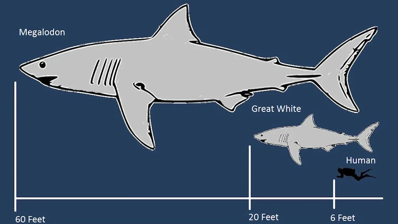 Какой длины акула. Размер МЕГАЛОДОНА И белой акулы. Кархародон МЕГАЛОДОН. Акула МЕГАЛОДОН по сравнению с белой акулой. Вес МЕГАЛОДОНА акула.