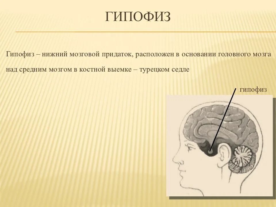 Гипофиз в голове. Гипофиз. Придаток мозга гипофиз. Гипофиз за что отвечает. Нижний мозговой придаток.