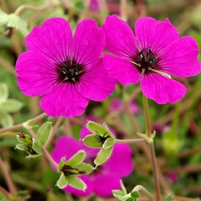 Герань пепельная (geranium cinereum) ballerina. Герань пепельная ‘signal’. Герань пепельная splendens. Герань пепельная (geranium cinereum) ballerina. Саженец герань пепельная джузеппе.