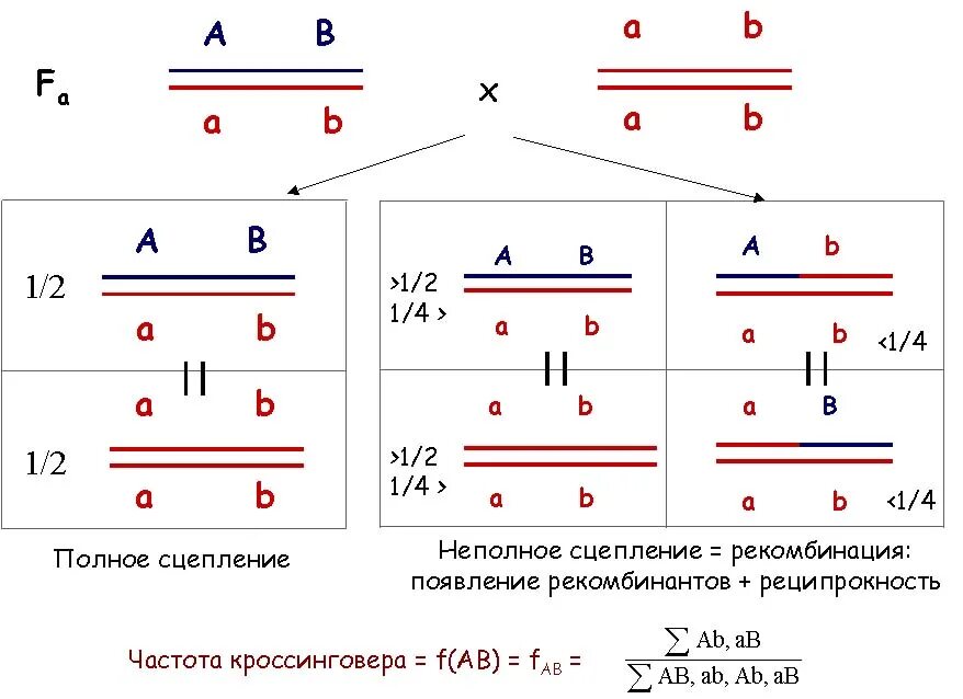 Частота нарушения сцепления генов. Неполное сцепления кроссинговером схема. Кроссинговер при сцепленном наследовании. Схема полного сцепленного наследования. Задачи на сцепление генов и кроссинговер.