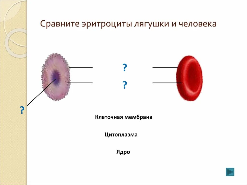 Наличие ядра человека. Строение эритроцита человека и лягушки рисунок. Эритроцит лягушки его форма и форма ядра. Преимущества строения эритроцитов человека. Строение эритроцита крови лягушки.