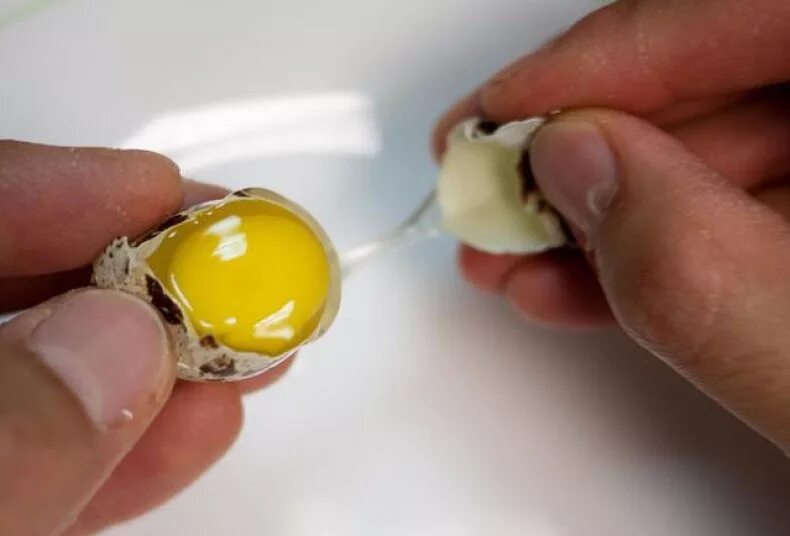 Сырое яйцо. Яйцо перепелиное. Перепелиные яйца сырые. Разбить перепелиные яйца.