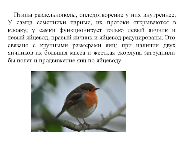 Птицы тип оплодотворения. Оплодотворение у птиц. Как размножаются птицы оплодотворение. Оплодотворение у птиц происходит. Как птицы оплодотворяют птичек.