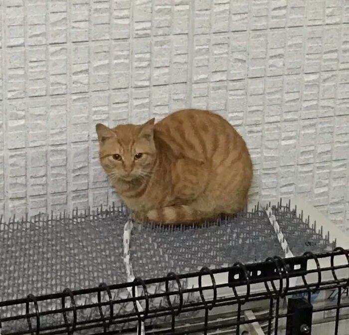 Спец коты