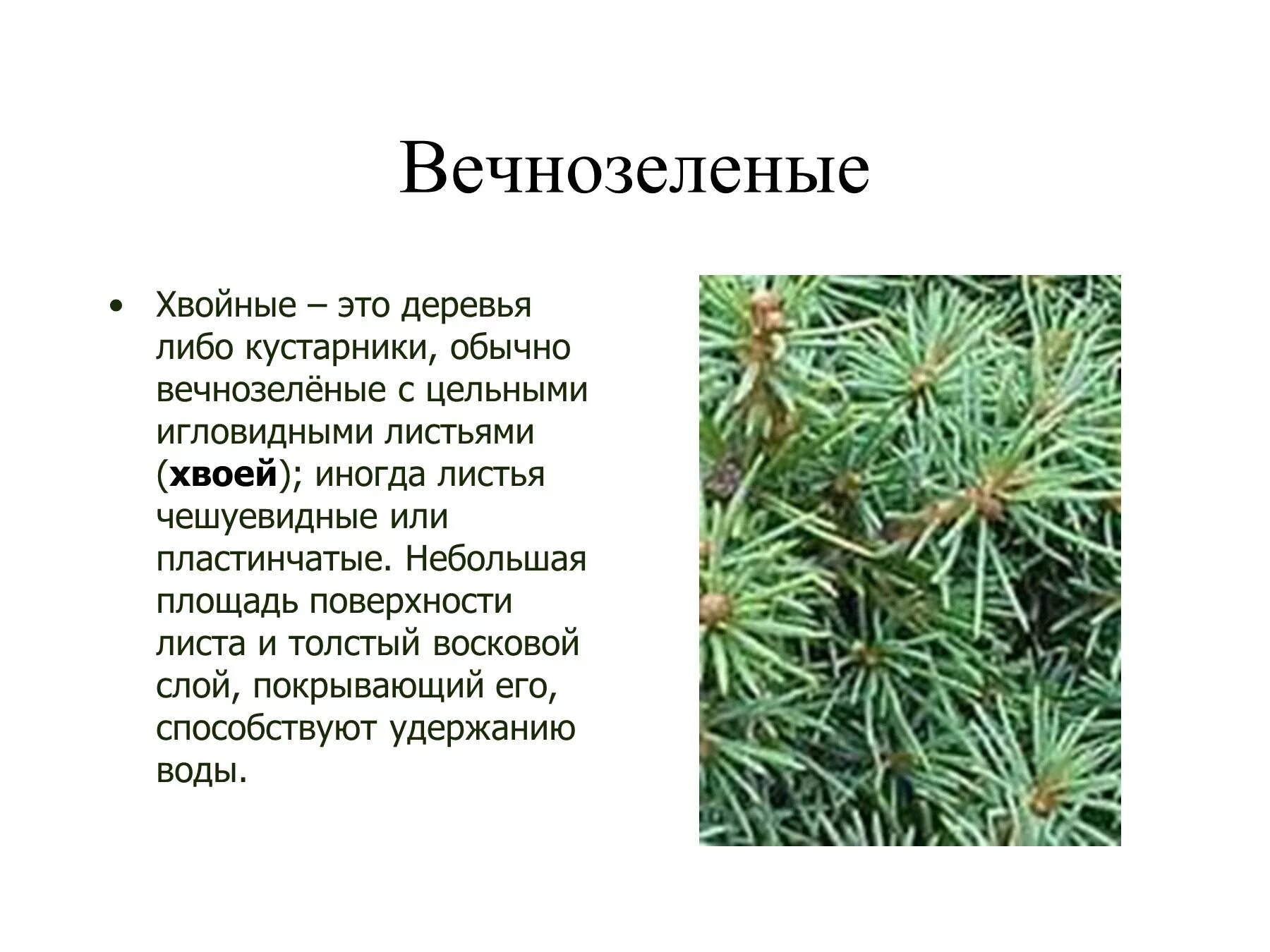 Почему хвойные. Вечнозеленые хвойные. Вечнозеленое хвойное дерево. Хвойные растения с маленькими иголками. Вечнозеленые растения сосна.