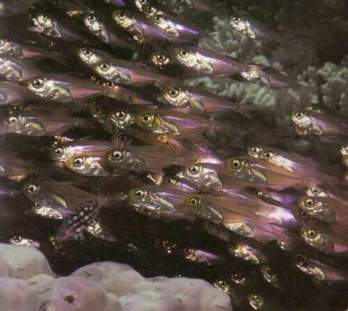 щука под водой. малек окуня стая. как выглядит малек окуня. река под водой. гуппи рыбки мальки.