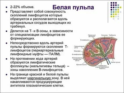 Селезенка гистология препарат. Красная и белая пульпа селезенки. Лимфоидный фолликул селезенки гистология. Селезенка человека окраска гематоксилином и эозином. Центр размножения селезенки.