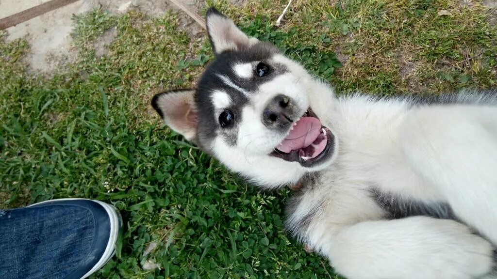 Хаски 5 месяцев. Щенок хаски 5 месяцев. щенки хаски 1 месяц. husky 5%.