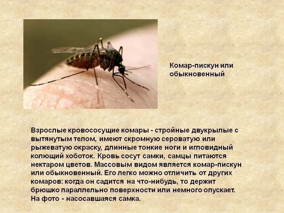 Среда обитания насекомых. Комар Пискун описание. Среда обитания комара Пискуна. Отряд Двукрылые комар Пискун. Комар Пискун форма тела.