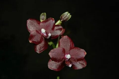 Phal pearl