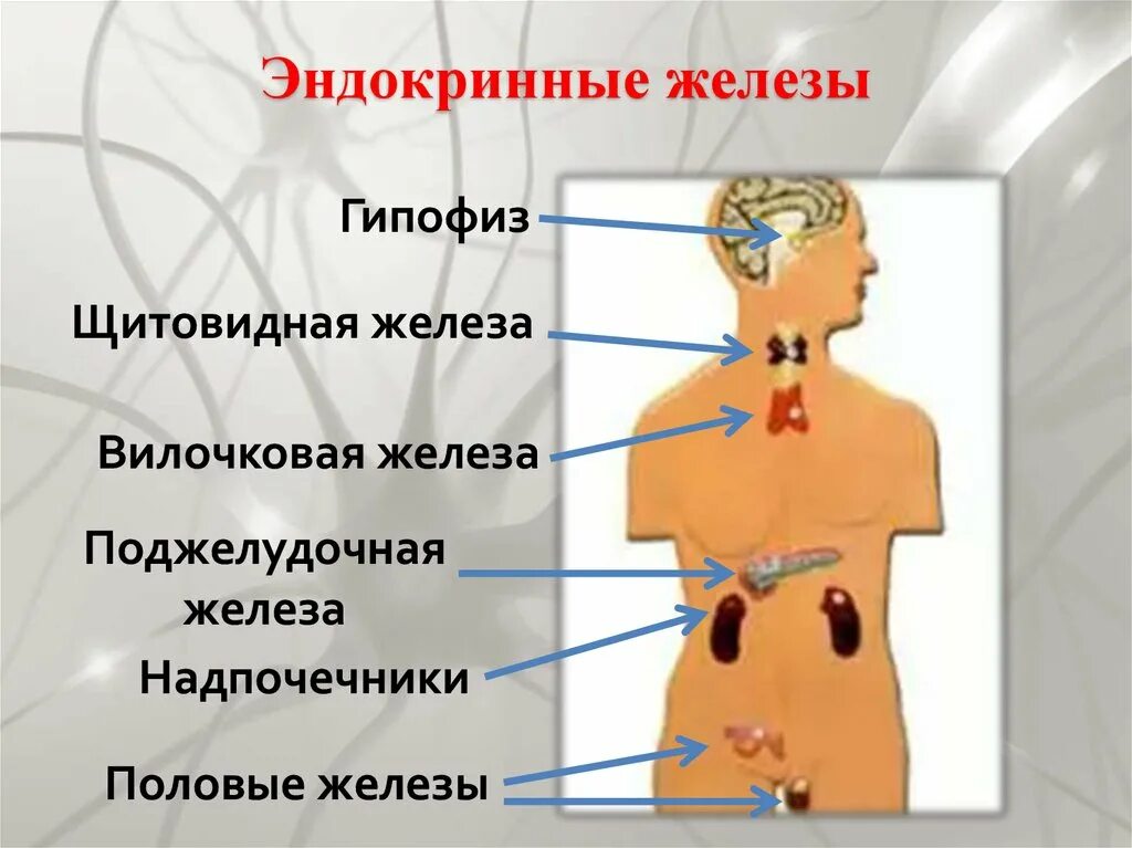 Железы внутренней секреции: гипофиз, надпочечники, щитовидная железа.. Железы эндокринной системы анатомия. Тимус железа внутренней секреции. Секреции эндокринных желез.