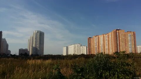 Московская обл кузнечики