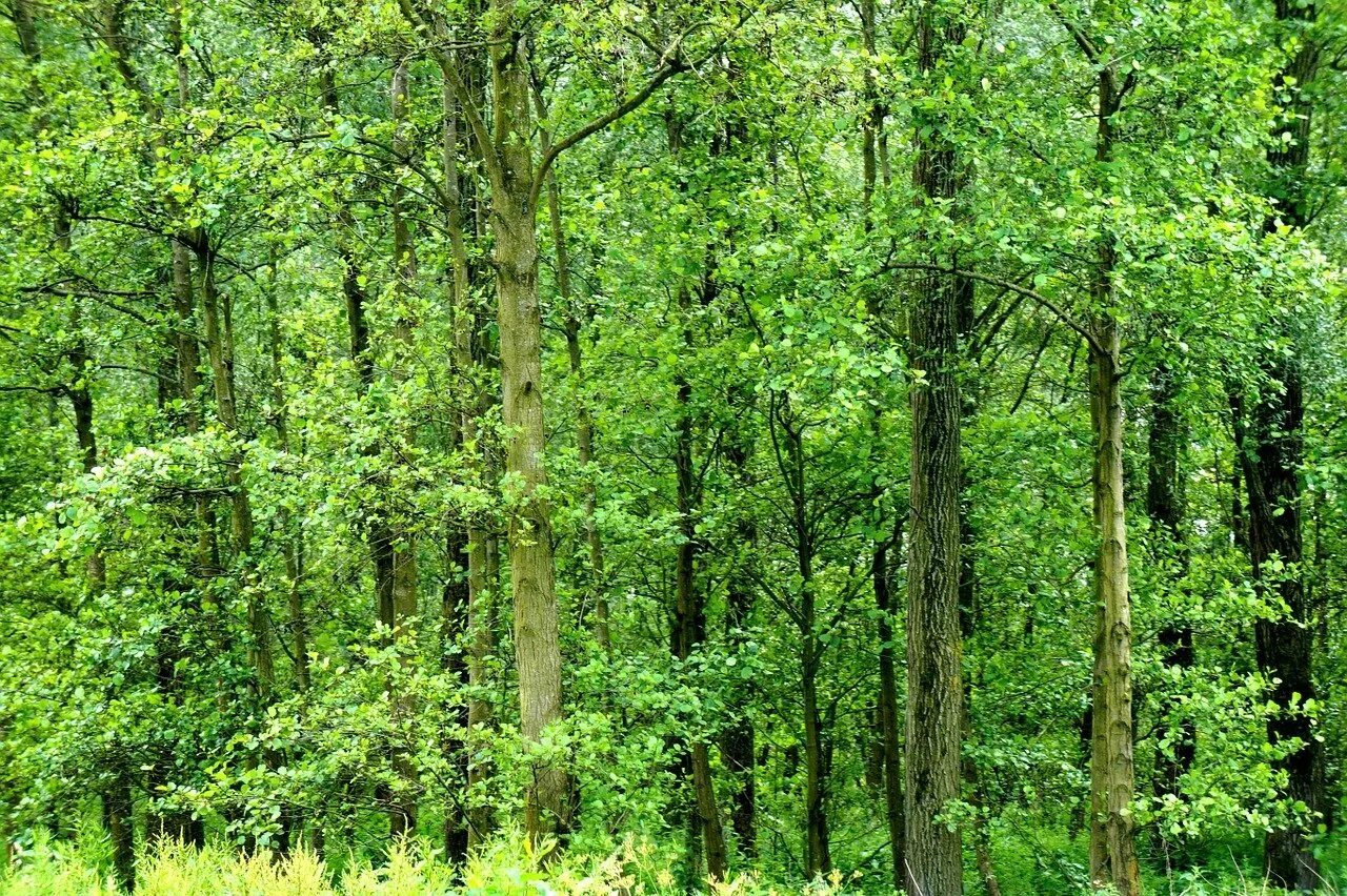 Сопутствующие виды лиственного леса. Широколиственный лес деревья. Широколиственный лес России. Широколистченный леса. Широколиственный лес для детей.