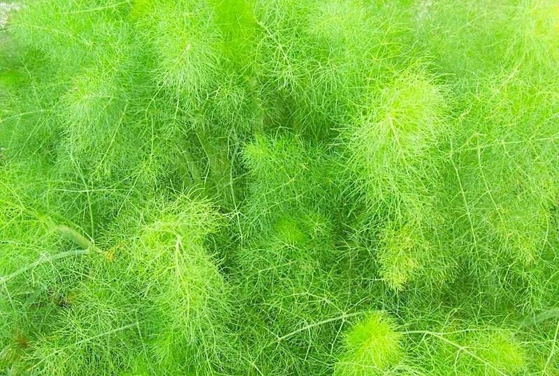 Укроп аэронавт. Укроп соцветие. Фенхель обыкновенный. Фенхель (сладкий укроп) огородный. Фенхель дикий.