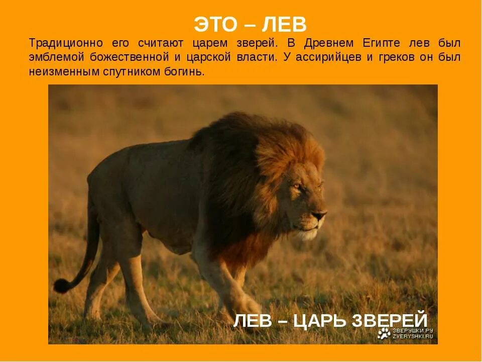 Сроки лева