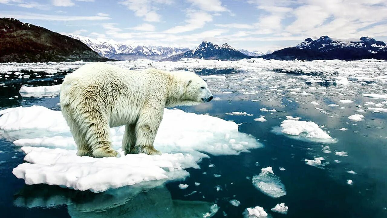 Северный Ледовитый океан белый медведь. Животные Арктики. Животные Северного Ледовитого океана. Гренландия животные.