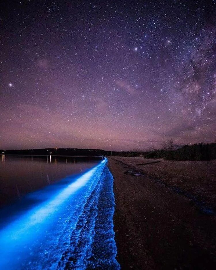 Остров ваадху мальдивы. Остров ваадху мальдивы. Биолюминесценция остров ванкувер канада. Остров ваадху мальдивы. Остров ваадху мальдивы.
