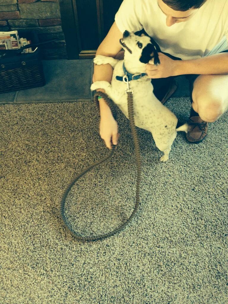 Dog leash 2012. Поводок для собак. Dog leash 2012. Собака изи. Dog leash 2012.