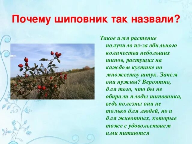 Почему у растения такое название