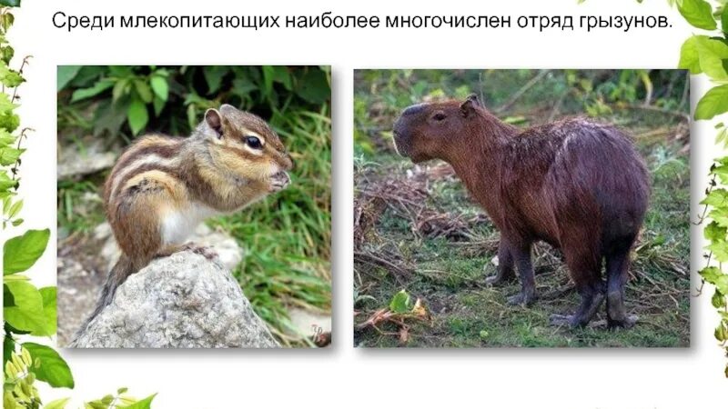 Какие млекопитающие самые многочисленные