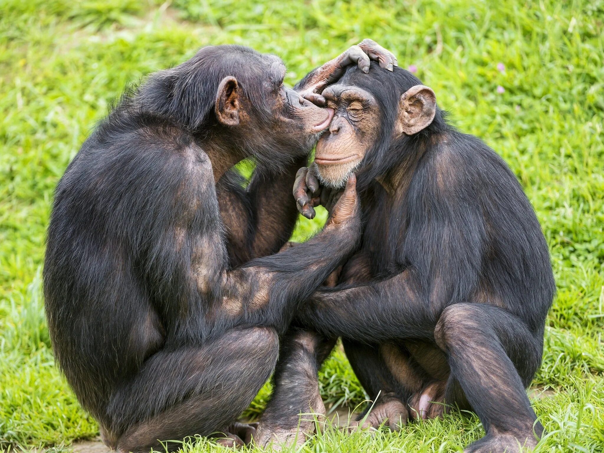 Мужчина обезьяна любовь. Бонобо поцелуй. Бонобо обезьяна. Шимпанзе бонобо. Обезьяны бонобо любовь.