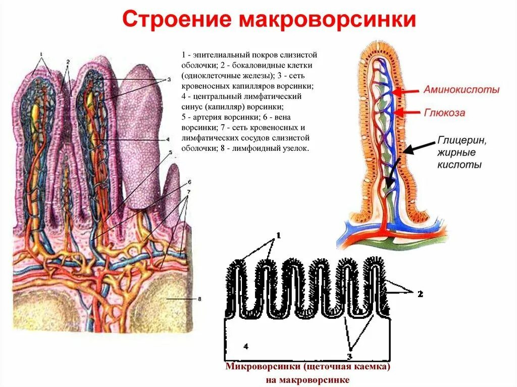 Строение клеточных микроворсинок. Строение и функции микроворсинок. Строение микроворсинки гистология. Наличие ворсинок в слизистой оболочке