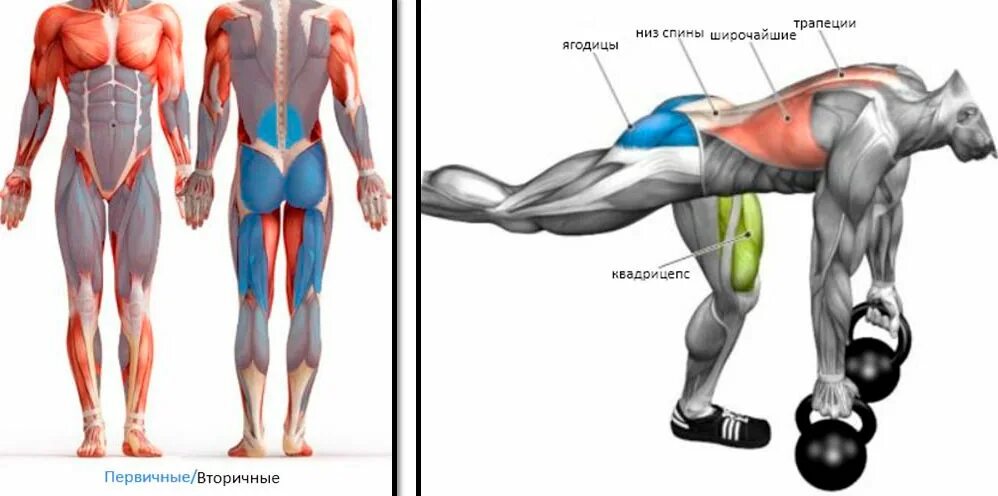 Тяга какие мышцы работают. Румынская тяга мышцы задействованы. Румынская становая тяга мышцы. Румынская тяга мышцы стабилизаторы. Вышагивания на платформу мышцы.
