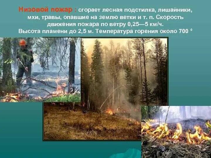 Сочинение лесные пожары. Лесные пожары. Лесные пожары проект. Экология лесные пожары. Лесные и торфяные пожары.