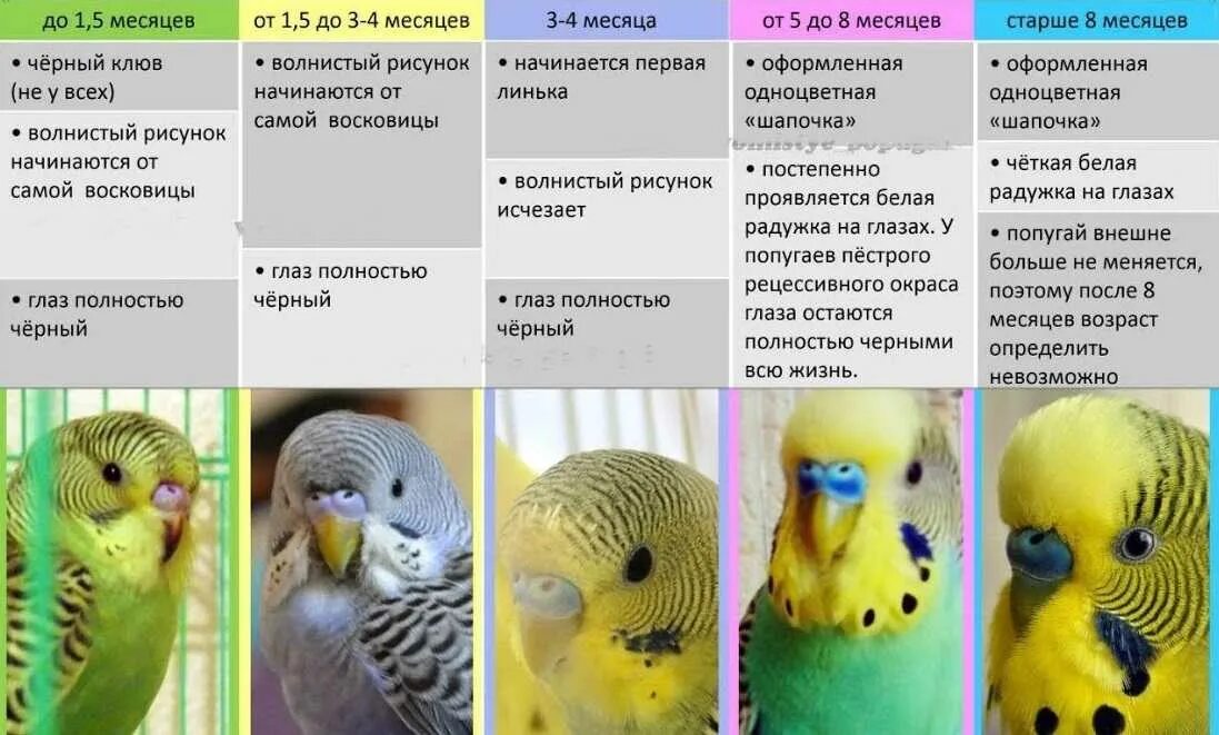 Сколько живут попугаи мальчики