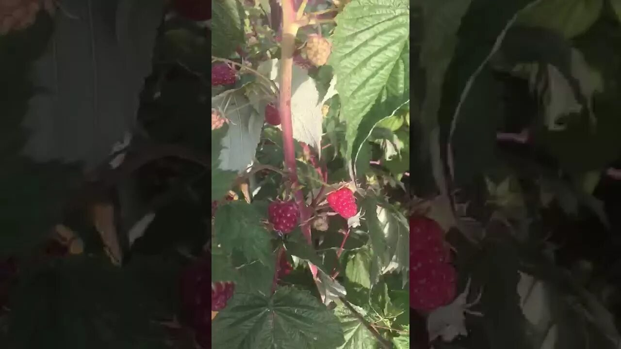 Малина жаклин описание фото отзывы Ремонтантные сорта малины: описание, фото, уход