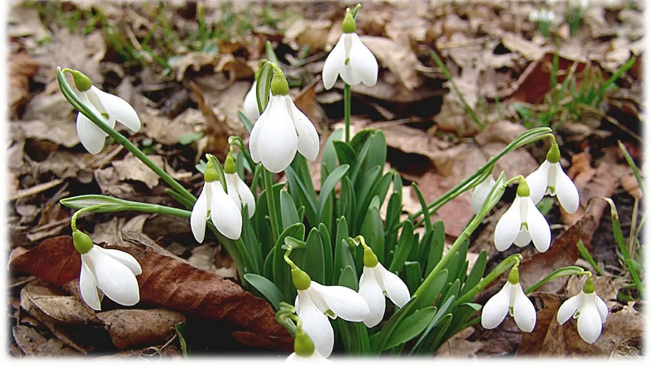 Galanthus caucasicus. Первоцветы галантусы. Подснежник Галантус кавказский. Первоцвет весенний Галантус. Подснежники купить екатеринбург