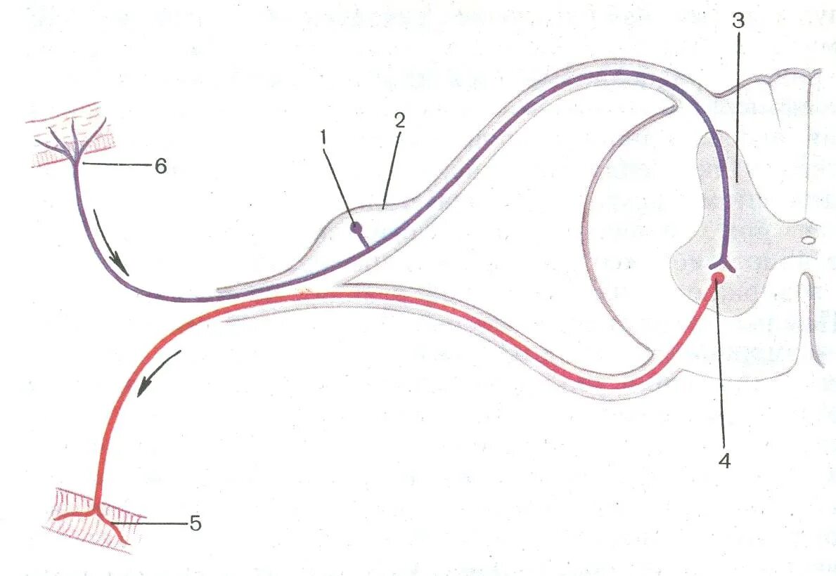Вегетативная рефлекторная дуга схема. Reflektorniy Duga Lyagushki. Рефлекторная дуга рис 51. Вегетативная рефлекторная дуга рисунок.