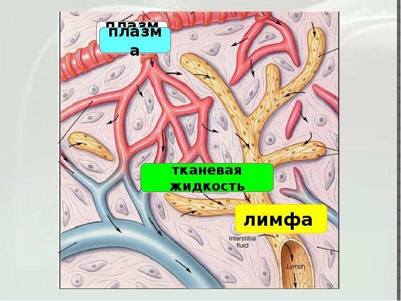 Тканевая жидкость и плазма крови. Кровь лимфа тканевая жидкость. Плазма лимфа тканевая жидкость. Кровь лимфа межклеточная жидкость. Межклеточная вода в организме