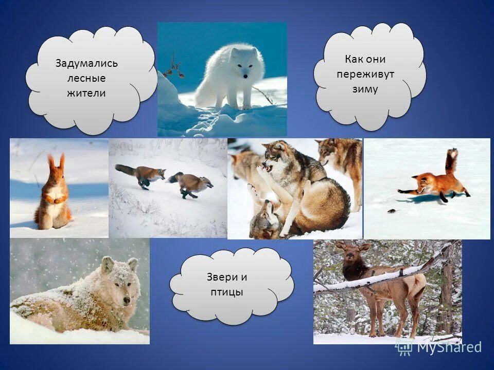 Собака cold. Белка зима. Безнадзорные домашние животные зимой. Кошка на улице зимой. Зима животные.