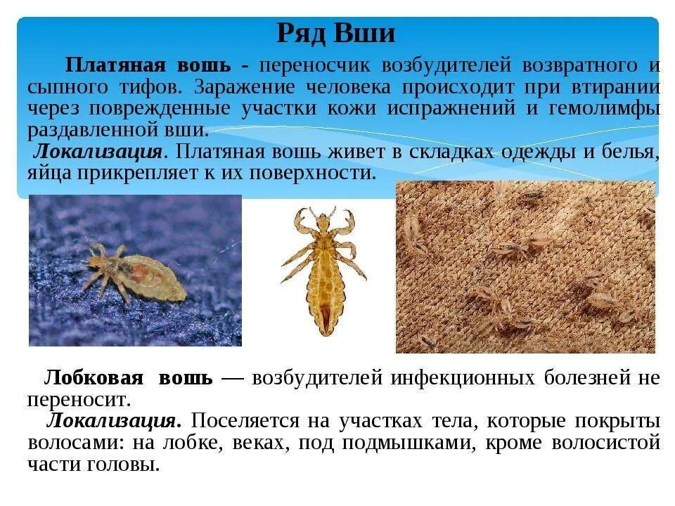 Медицинское значение вшей