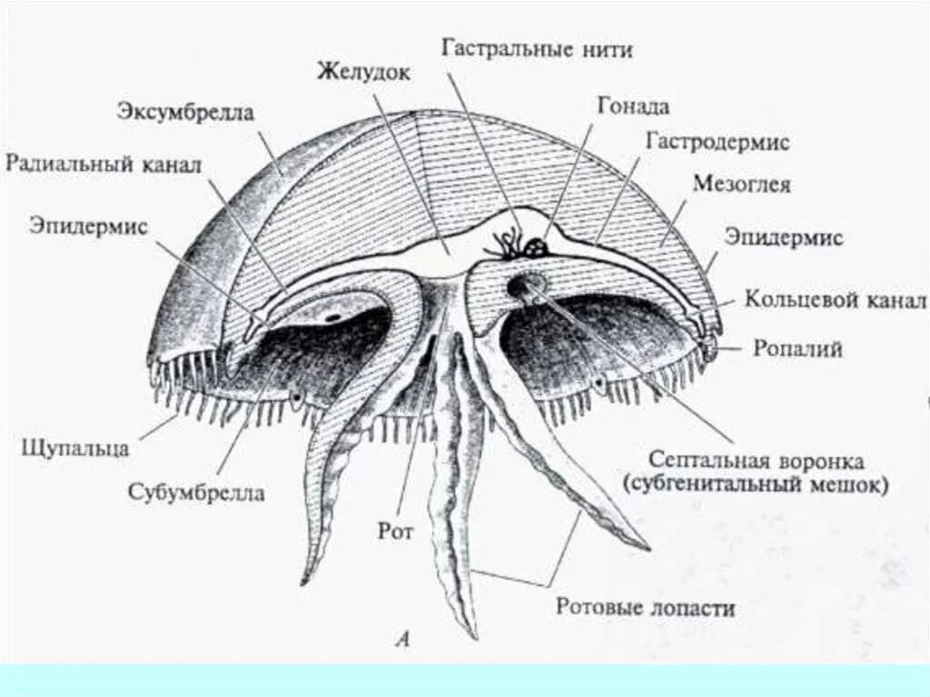 Внутреннее строение медузы. Строение сцифоидной медузы. Строение сцифоидной медузы 7 класс. Ротовые лопасти. Кишечнополостные строение медузы.