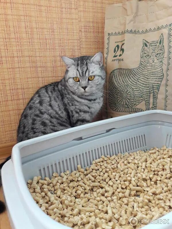 Кошачий наполнитель древесный как пользоваться. Наполнитель для лотка для кошек. кошачий лоток с наполнителем. древесный наполнитель для кошачьего туалета. древесный наполнитель в лотке.