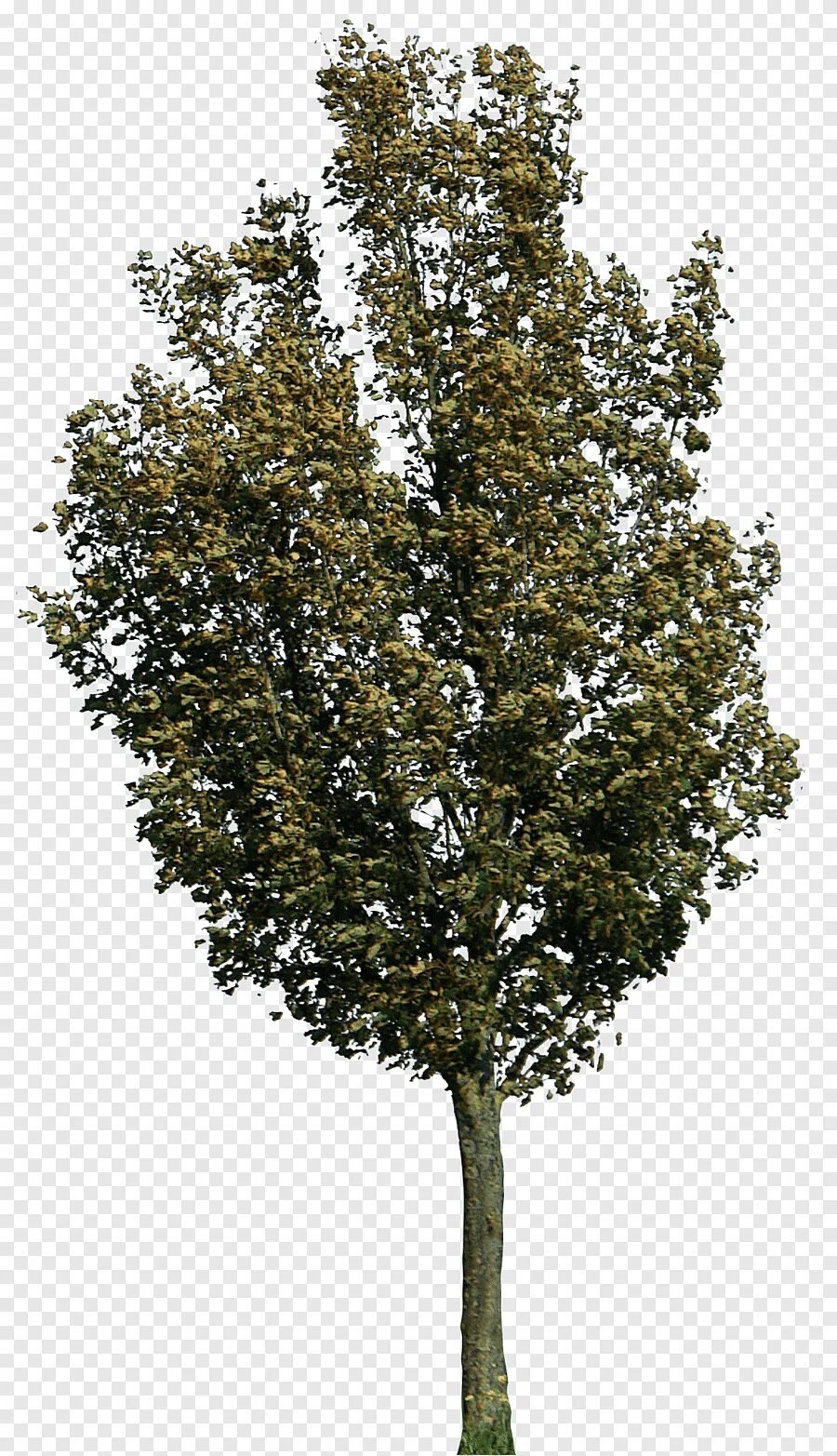 Tree 40