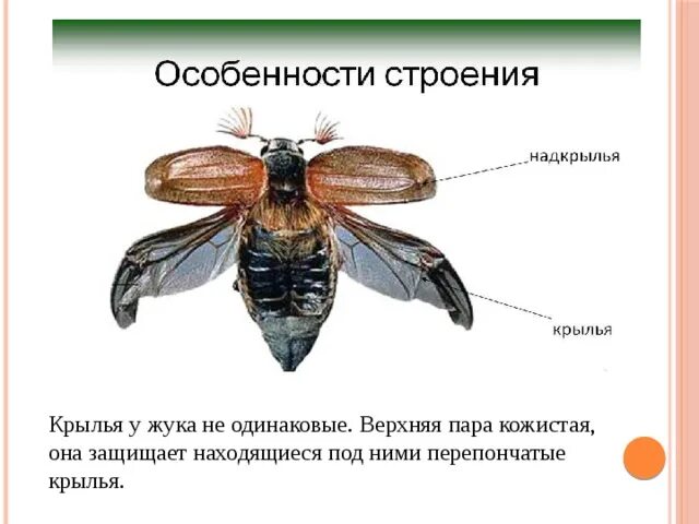 Перепончатые крылья майского жука. Перепончатые крылья майского жука