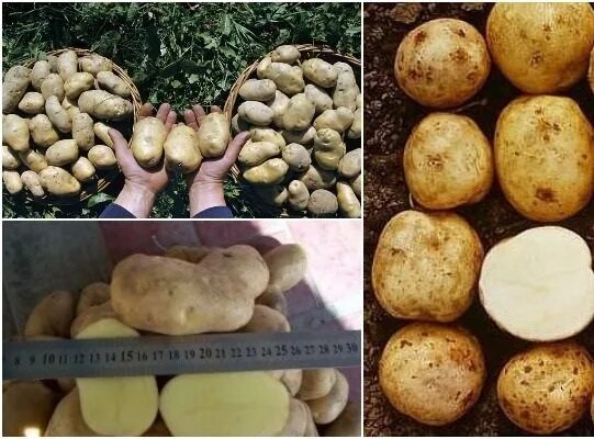 Темп сорт. Сорт картофеля экселенс. сорт картошки афганка. сорт картофеля аустин. картофель сорт агнета.