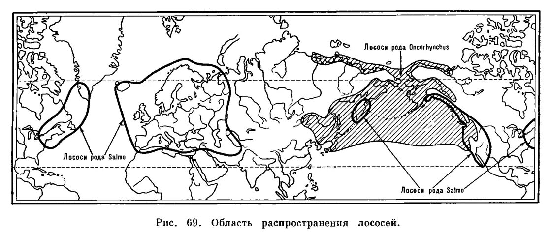 Ареал обитания атлантического лосося. Осетровые рыбы ареал распространения. Ареалы обитания рыб. Ареалы обитания рыб. Белуга ареал.