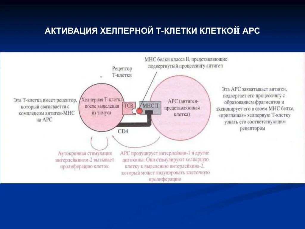 Активация т клеток. Активированные т клетки. активированных т-клеток. активированная т клетка.