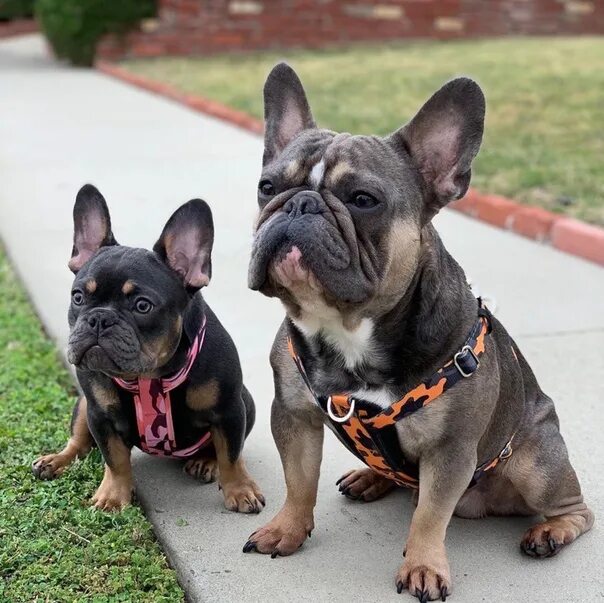 French Bulldog Rare Colors French bulldog, Bulldog, Rare dogs