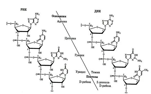 Первичная структура ДНК биохимия. Вторичная структура ДНК биохимия формула. Первичная структура ДНК И РНК таблица. Структура ДНК И РНК биохимия.